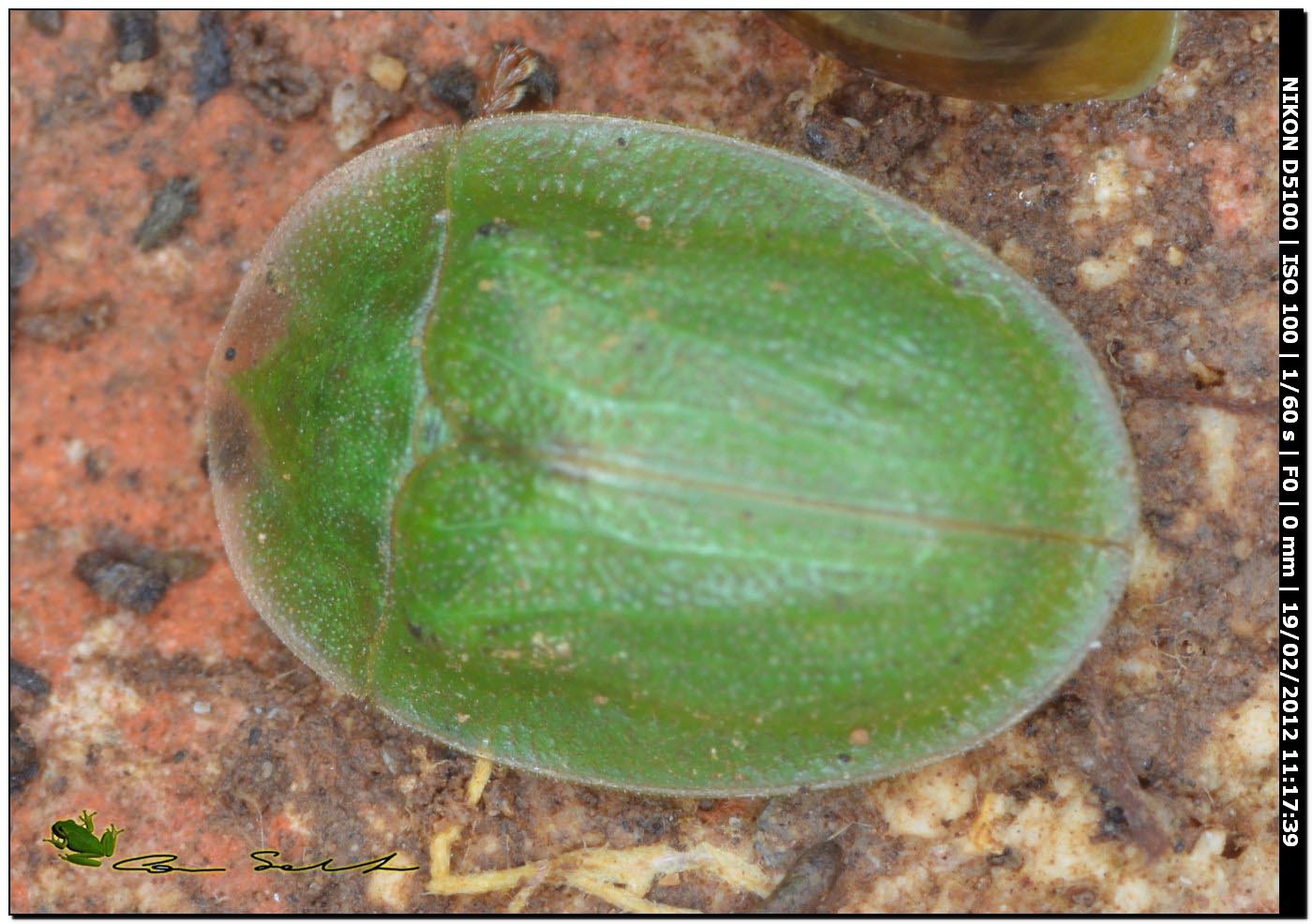 Cassida sp. da Usini